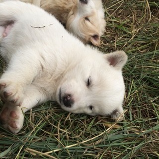 生まれたばかりの子犬