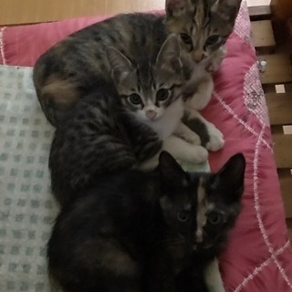 生後約2ヶ月4匹、生後約3ヶ月2匹です。