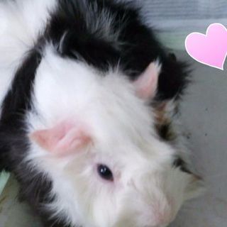 モルモットのパンちゃん
