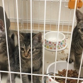 生後5ヶ月 里親募集中🐾