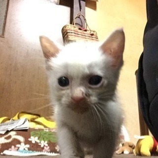 迷子の子猫  里親募集！ - 犬上郡