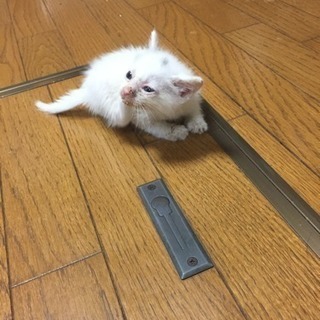 迷子の子猫  里親募集！ - 猫