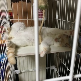 一歳になったばかりの猫ちゃんです😻