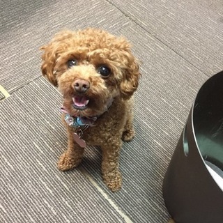 愛犬を探しています。
