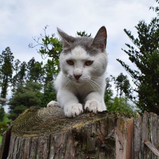 家に居付いてしまった野良猫の里親募集
