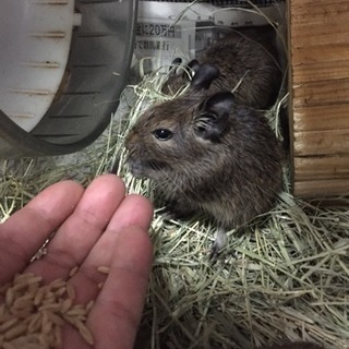 デグー 7／12生まれ