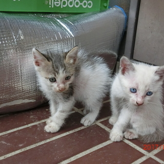 ７月9日生まれ子猫２匹と母猫の里親を探しています