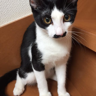 4カ月半　お留守番の多いお宅ＯＫ！ ♀白黒レディーちゃん