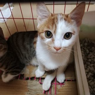 生後4ヶ月☆茶白☆遊ぶの大好き女の子の飼い主募集