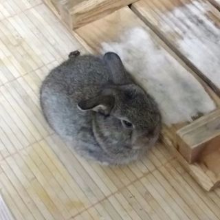 うさぎの里親募集しています。