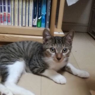 生後4ヶ月☆サビ柄☆甘えんぼの男の子  飼い主募集中