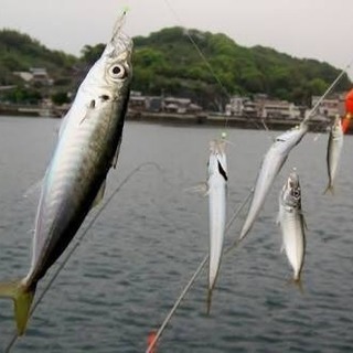 釣り仲間募集