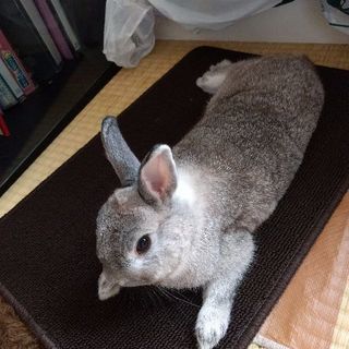 うさぎ　２歳　里親募集