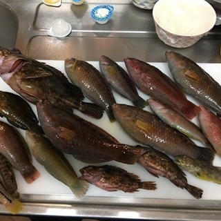 釣り仲間募集