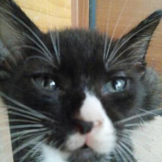 子猫4匹、里親募集します(*^^*)