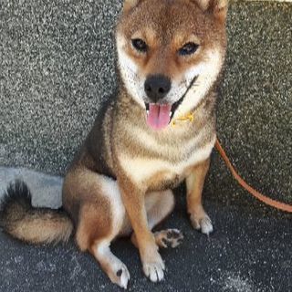 急募 柴犬 血統書付き