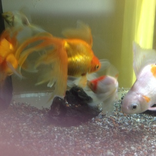金魚あげます