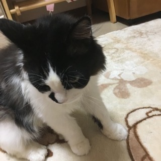 迷い猫です