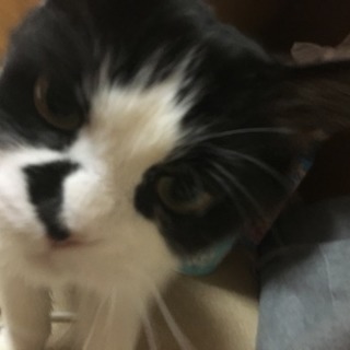 迷い猫です - 帯広市