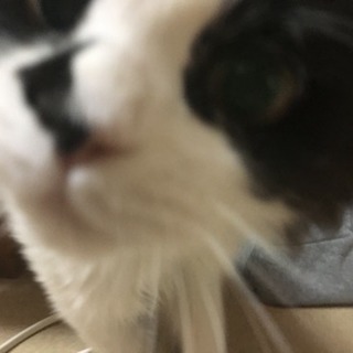 迷い猫です - 猫