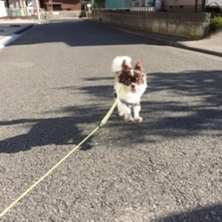 チワワちゃん