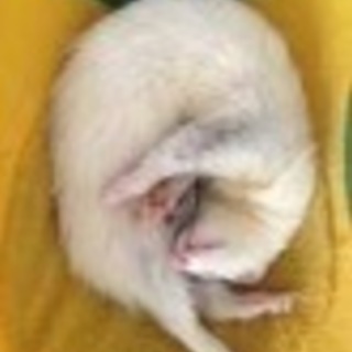 フェレット