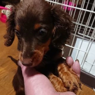 ミニチュアダックスフンド　四頭全て決まりました