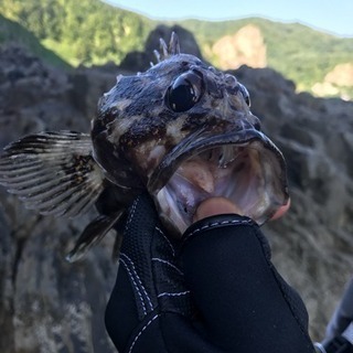 ロックフィッシュ中心に釣り仲間募集
