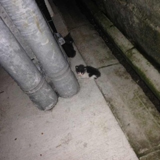 産まれたての子猫の里親さん募集してます！