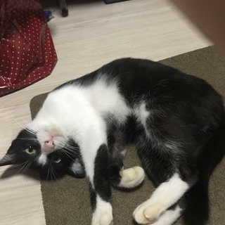 猫の里親募集 - 猫