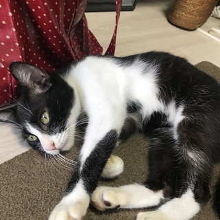 猫の里親募集 − 岡山県