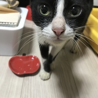 猫の里親募集 - 笠岡市