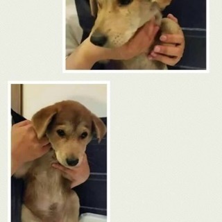 里親さん募集です！