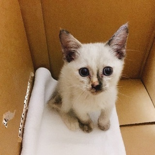 急募‼︎人懐っこい子猫