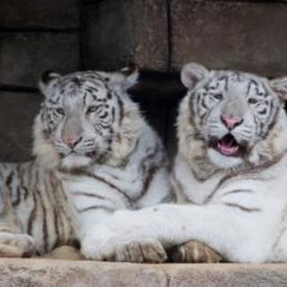 9月2日(9/2)  夜の動物園で出会う！東武動物公園サマーナイ...