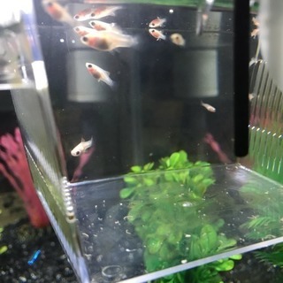 ミッキーマウスプラティ 稚魚