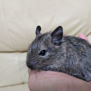 デグー　6月10日生まれ　オス　ノーマルカラー