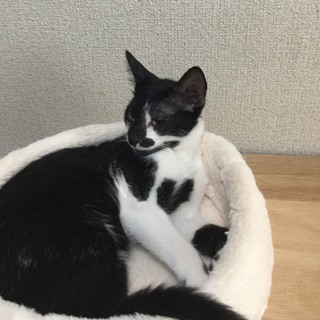 約5カ月　苦難を乗り越えた強運猫くん♂  クロスケくん