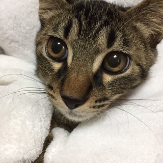 約5ヶ月半　シャイだけど抱っこＯＫ！♂ライクくん