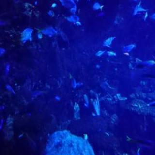 ギター仲間募集