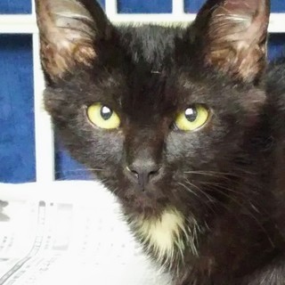 かわいい元気な子猫