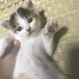 推定１ヶ月の元気なメス猫