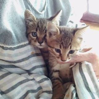 にゃんこ兄弟です😊