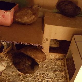 【再募集】姫うずらを差し上げます。