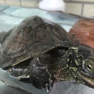 クサガメ