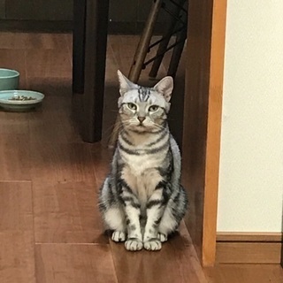 猫好きさん、お友達になってください！