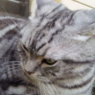 助けて❗猫アレルギー発症のため   (交渉中)