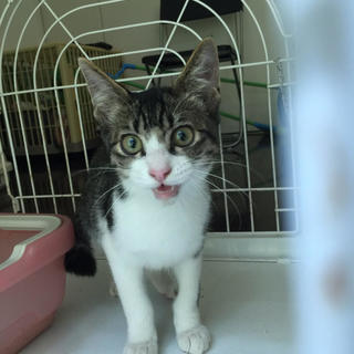 ５カ月 美猫のおっとりくん♂ひじまるくん