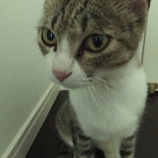 約1歳  人慣れ抜群　美形キジシロ♀　もくみちゃん
