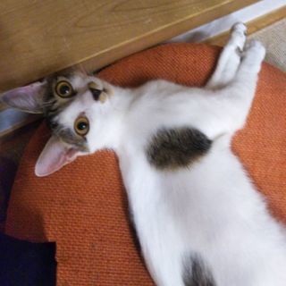 懐っこい美猫（写真右）